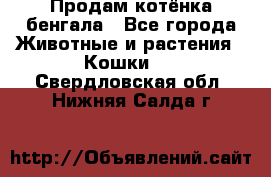 Продам котёнка бенгала - Все города Животные и растения » Кошки   . Свердловская обл.,Нижняя Салда г.